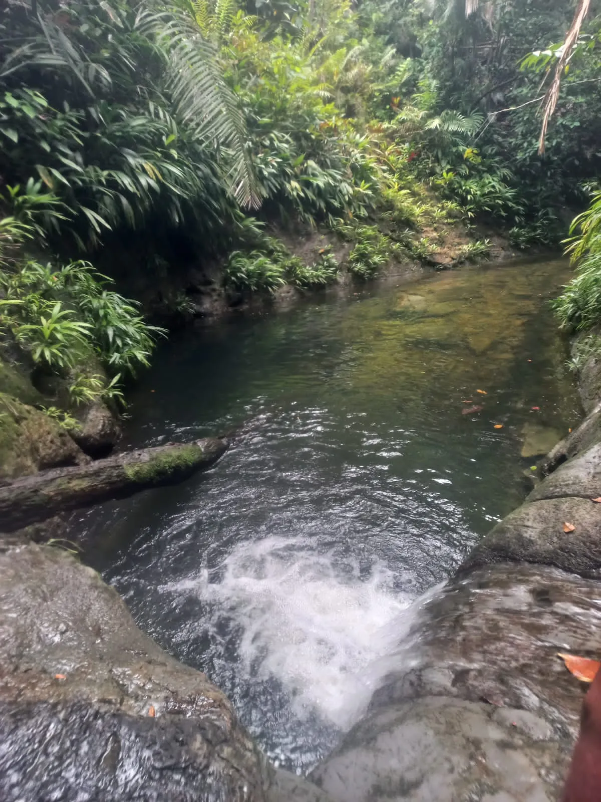 Cascada de agua dulce entre la selva del Pacífico cerca de Nativo